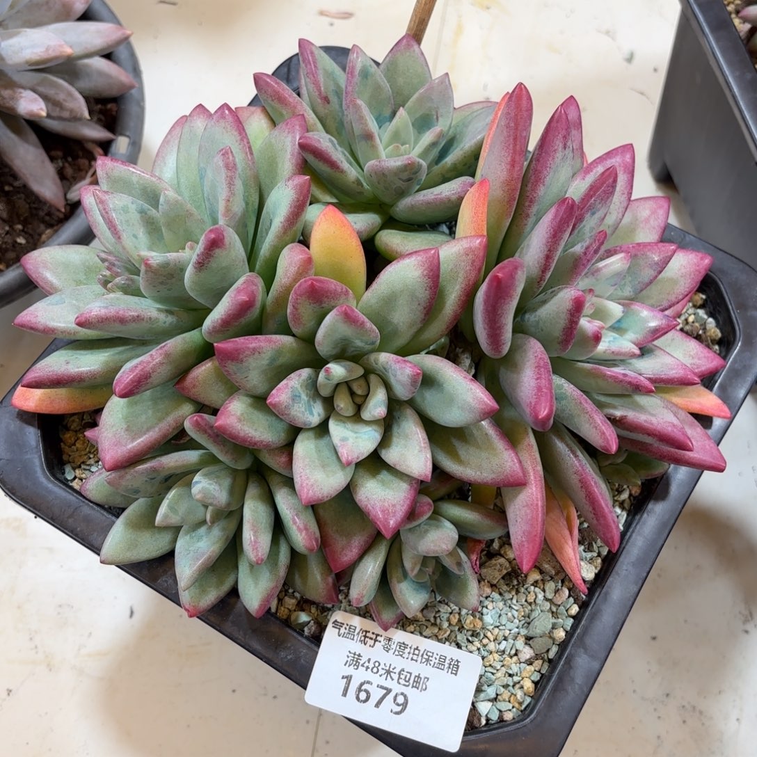 1679赫本鲁斯多肉植物