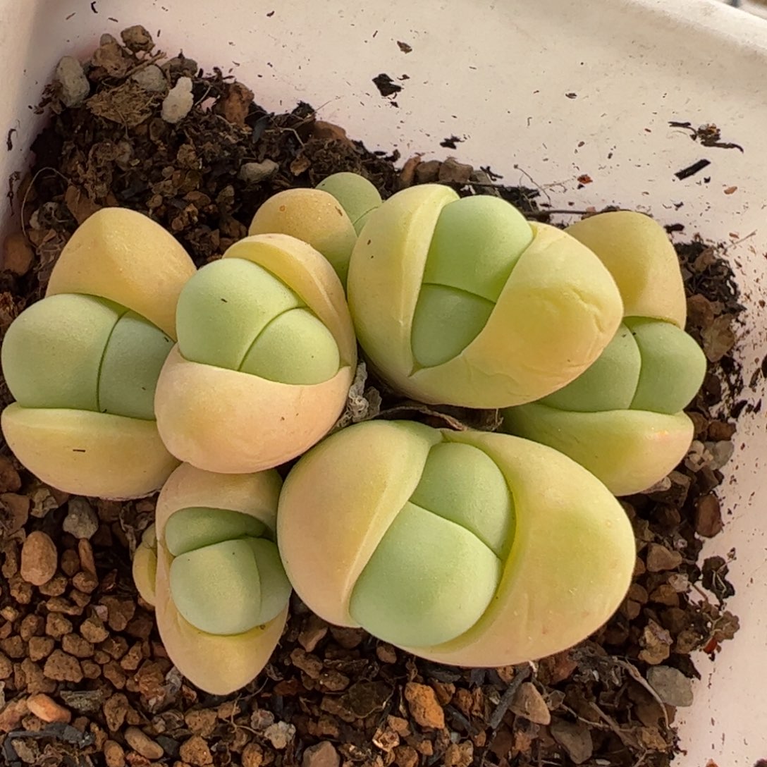 041多肉植物百科