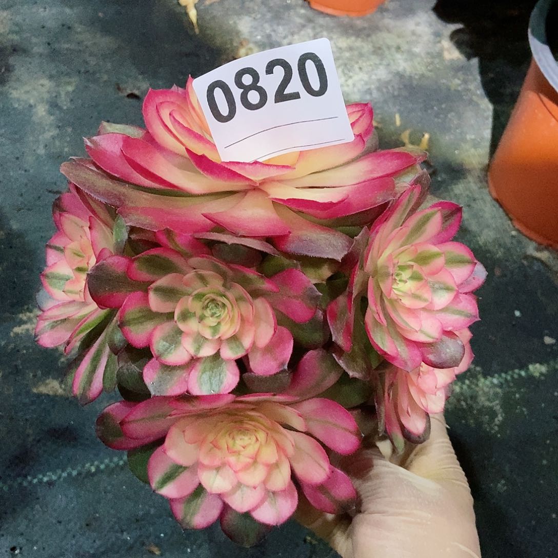 红陶0820荔枝3冠服16