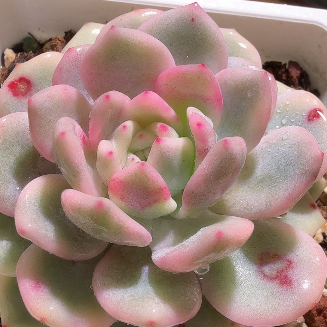 橙梦露锦，多肉植物