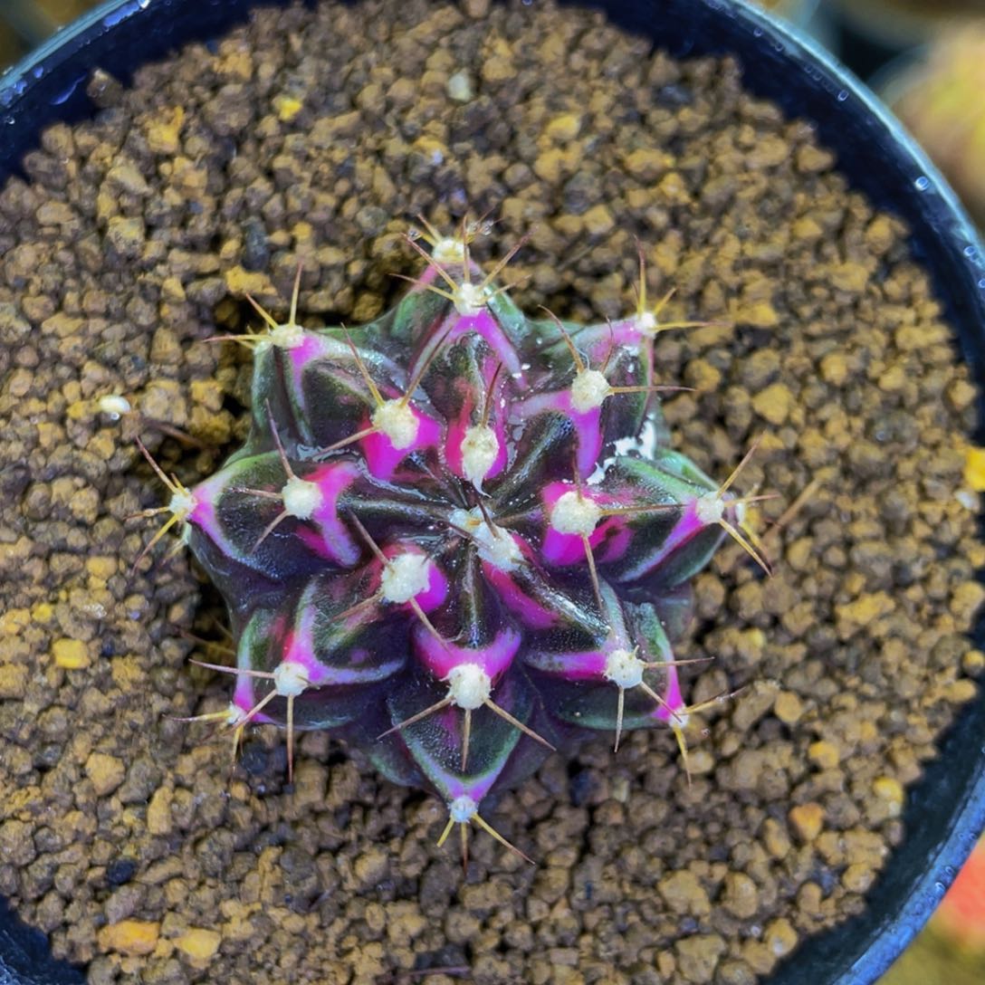 米哈星球0000000009