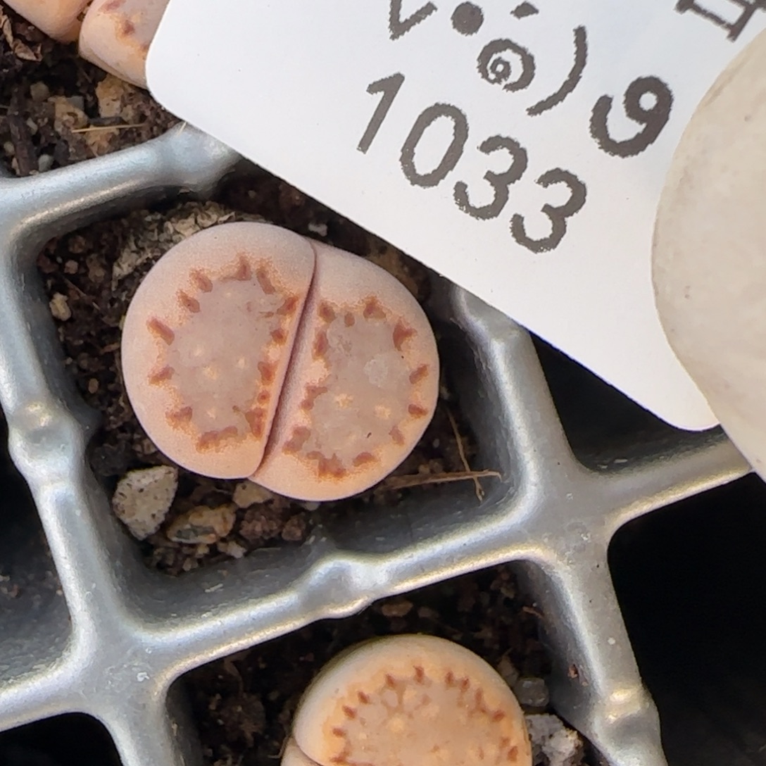 1033。默认脱土。18包邮。偏远88包邮