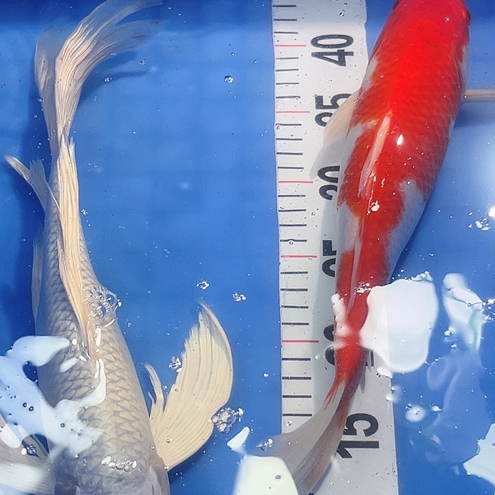 锦鲤锦鲤冷水鱼好养