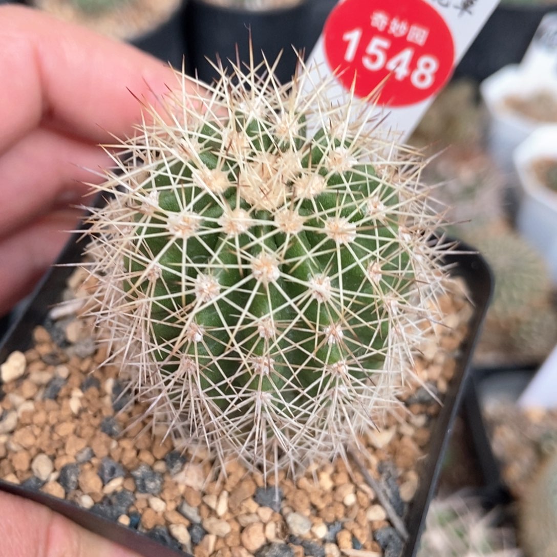 实生狂密刺虾一棵4.1cm