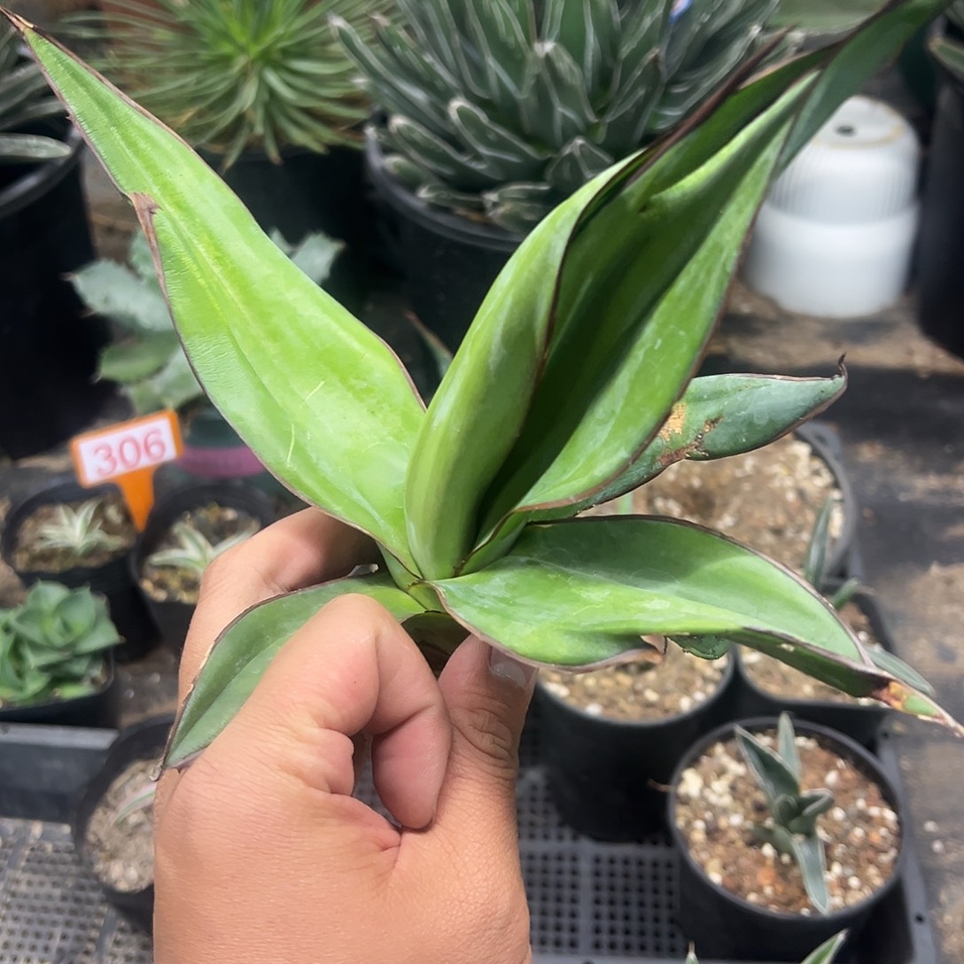 查扎尔龙舌兰侧芽无根