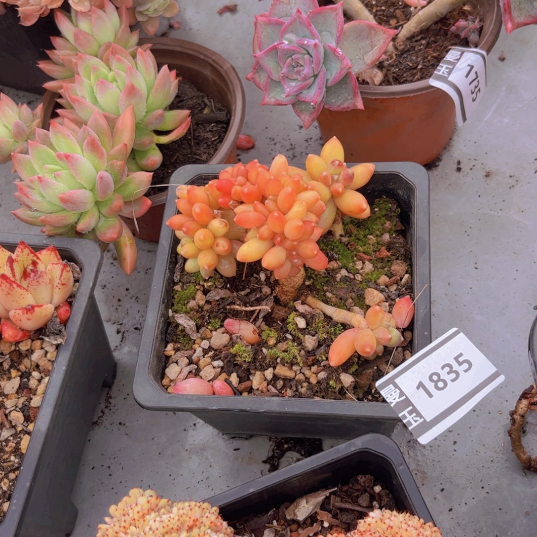 千代田缀多肉植物1835