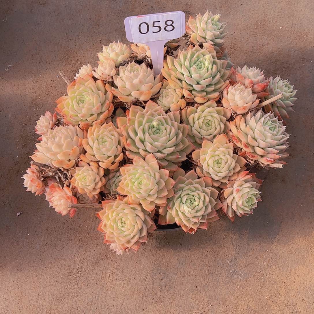 ?****?058月影20不售后