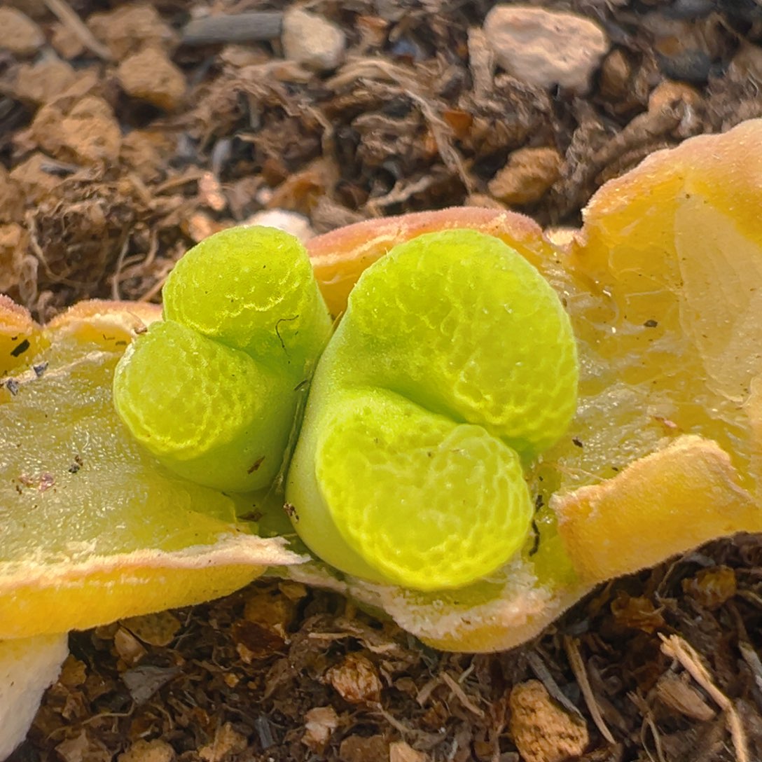 25多肉植物百科樱花1453.9