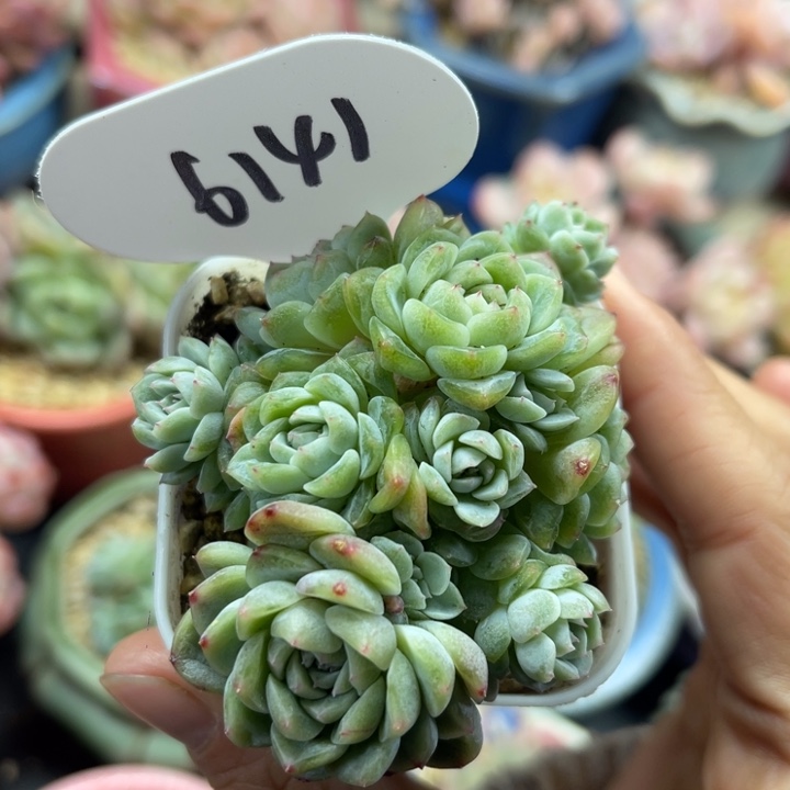 11头福利纸鸢群6141