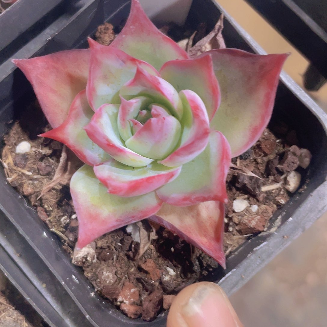 惊鸿仙子a068一物一拍