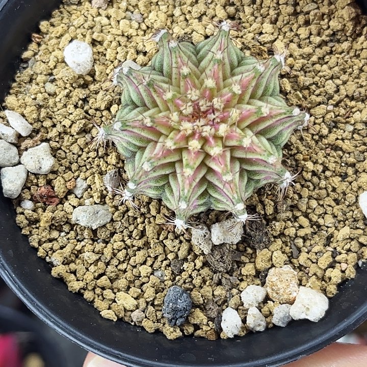 肋骨海神一物一拍15