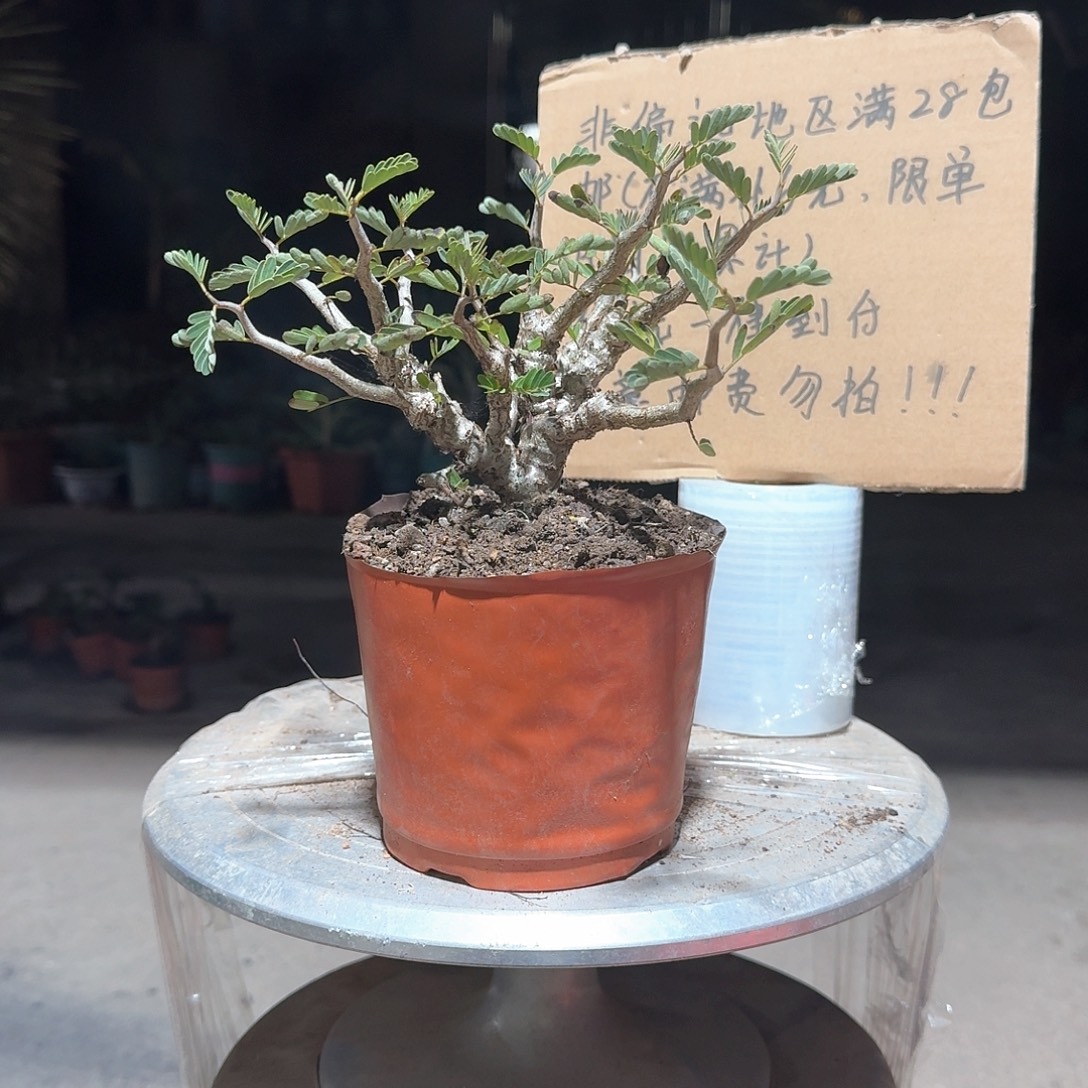 完全开放园艺沙实生沙漠苏木