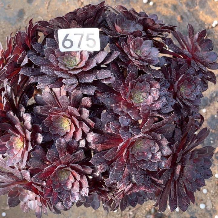 原*厨675多肉植物黑铜中斑