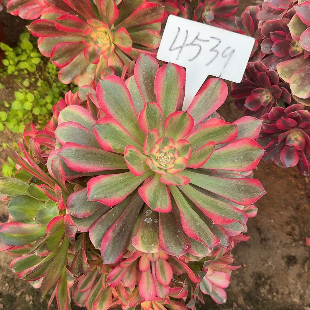 4539桃夭多肉法师多肉