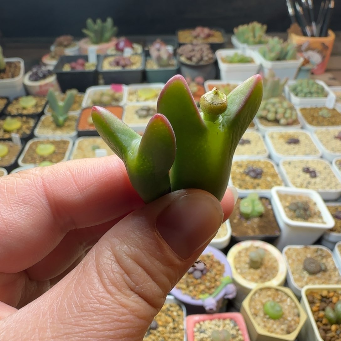 多肉植物皮卡丘两颗77号