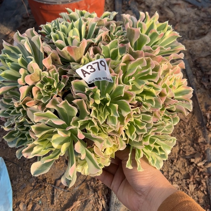 白凤多肉植物379.