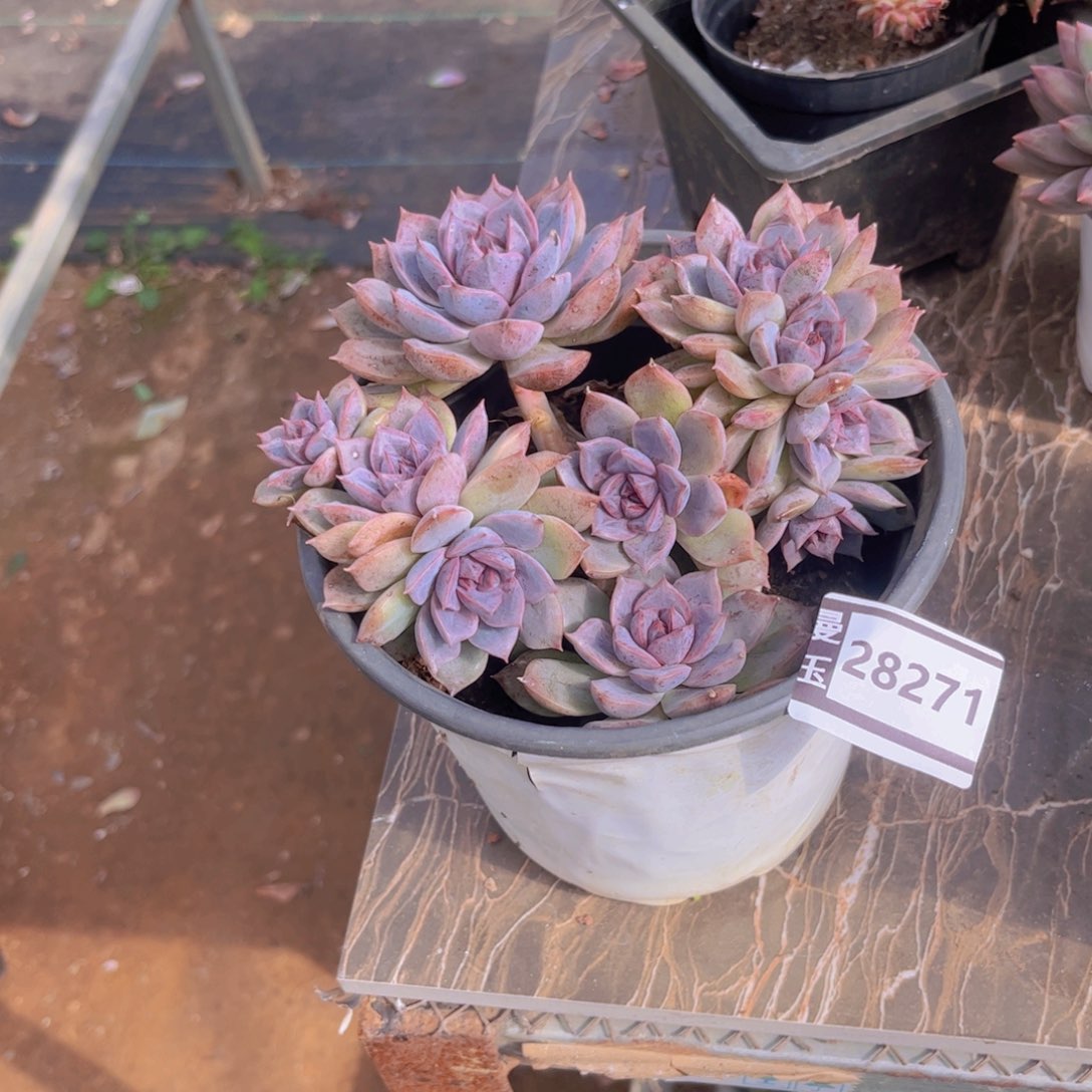 N***G紫薰朵朵多肉28271