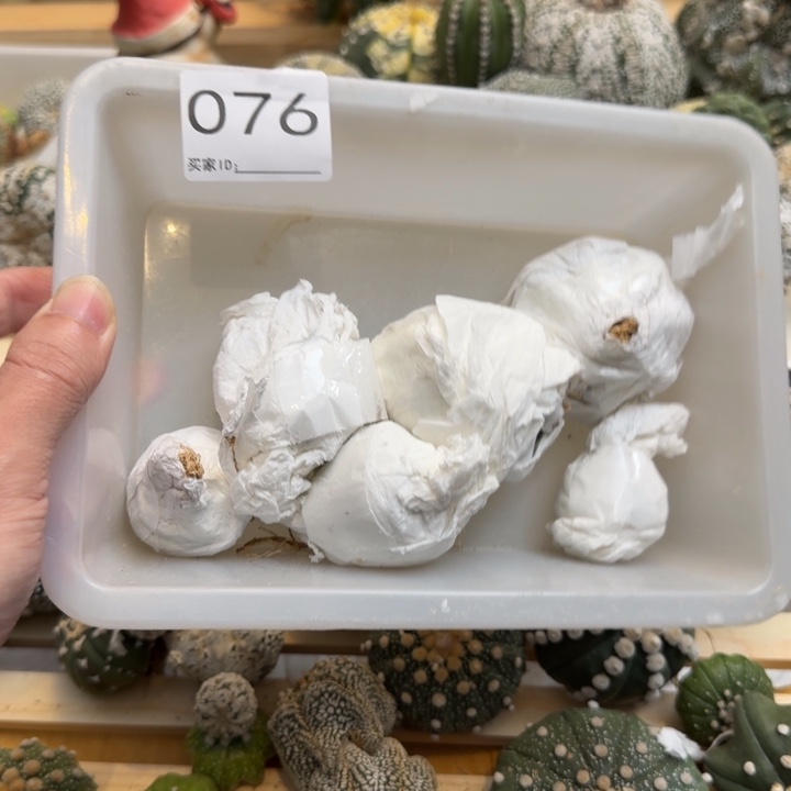 兜星球仙人球076号