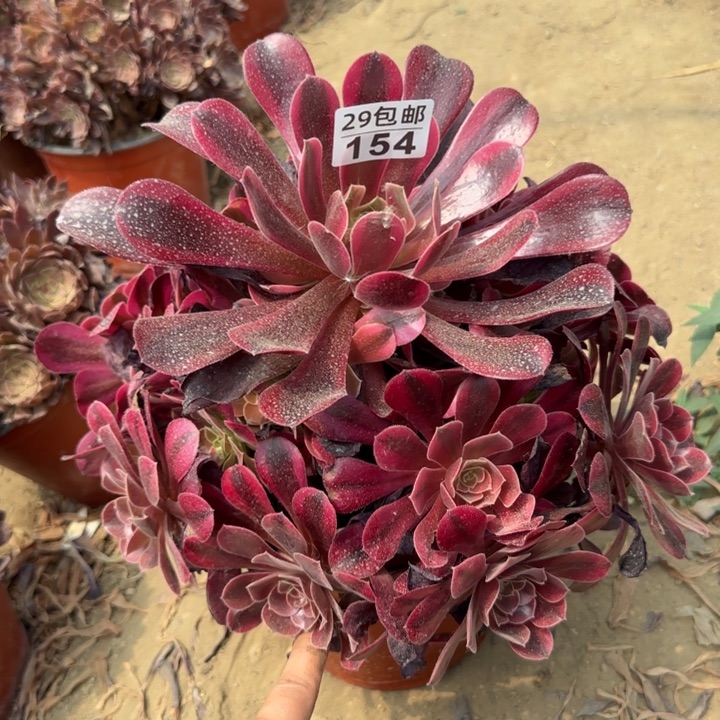 美杜……多肉植物……