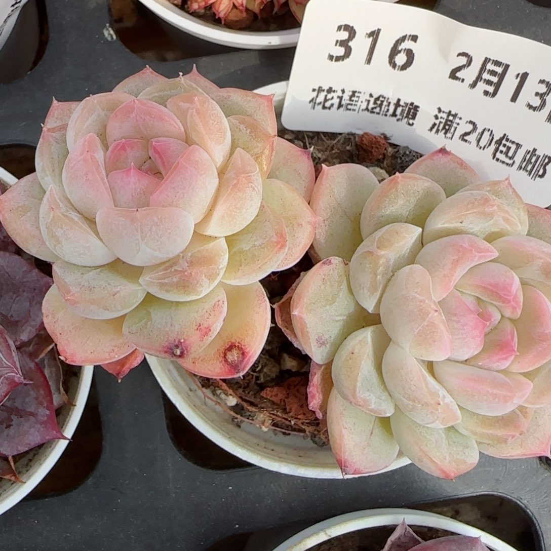 花语逸境0213-316