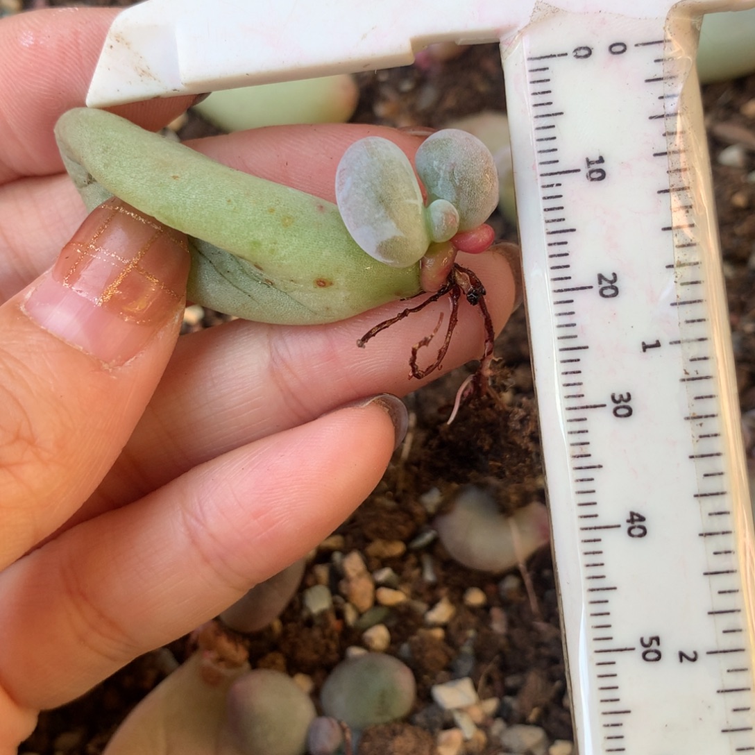 米可奶 不凑满28元发一片叶 不售后 到付