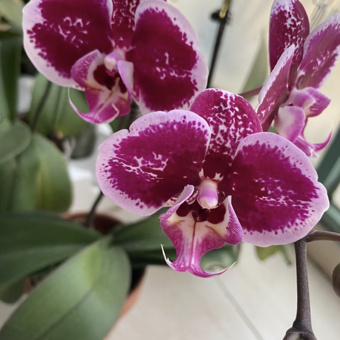 【蝴蝶兰】花瓣厚实，丝绒质感兰斯sr(双剑  少量花头，多花苞)