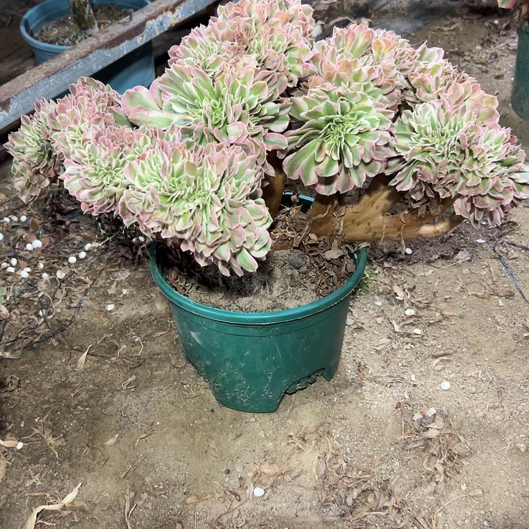 多33肉植物粉女巫缀花