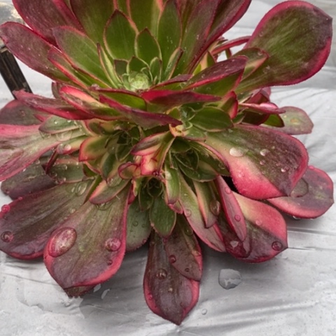 仙****?850黑魔锦满25包邮多肉