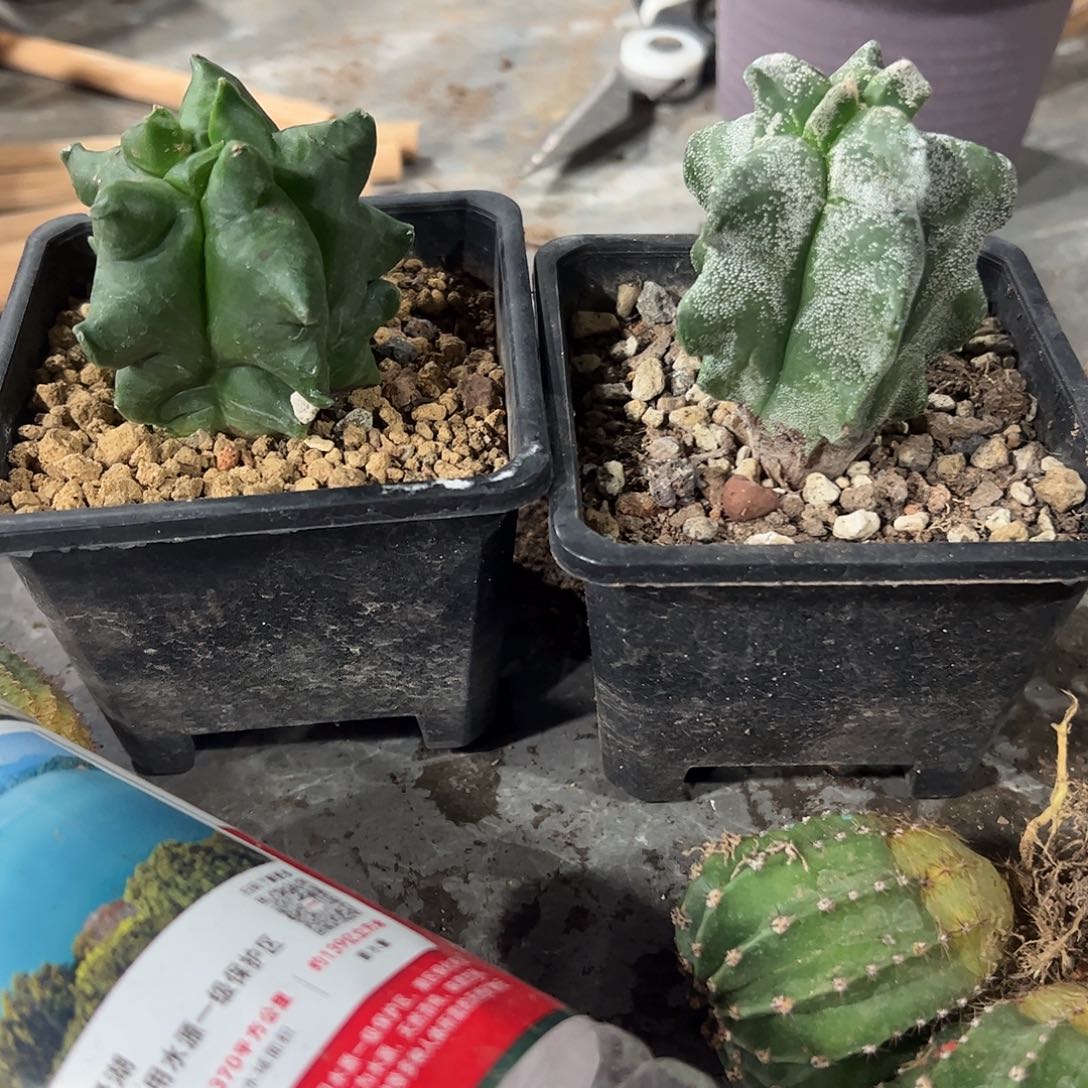 实生鸾凤玉俩颗一物一拍