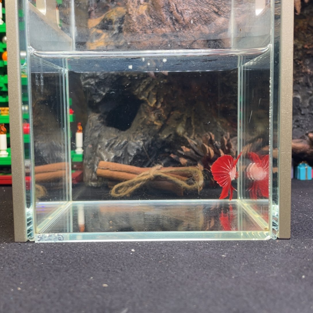 斗鱼十二月十一日竞价