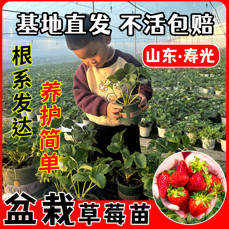 四季草莓苗盆栽带土香野草莓秧苗食用南北方阳台庭院种植当年结果