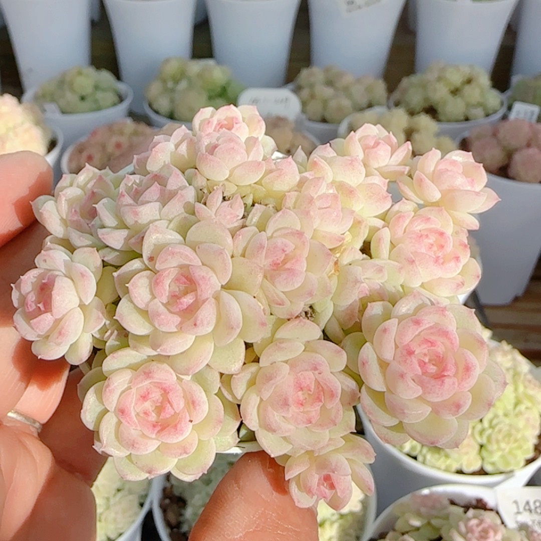 a***a1202-149（ppt-147）专拍