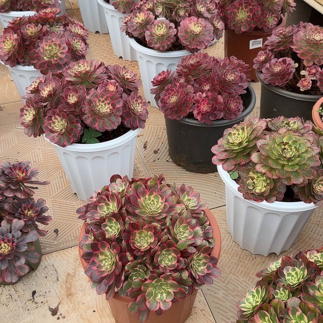 旧***绵888  寄养发货 法师多肉