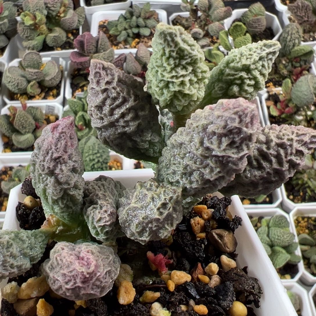 希诺老桩多肉植物水泡多肉植物