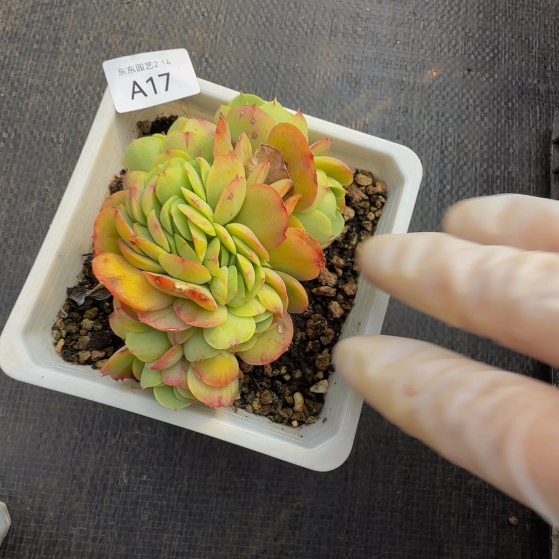 a a a a a a a a a 17