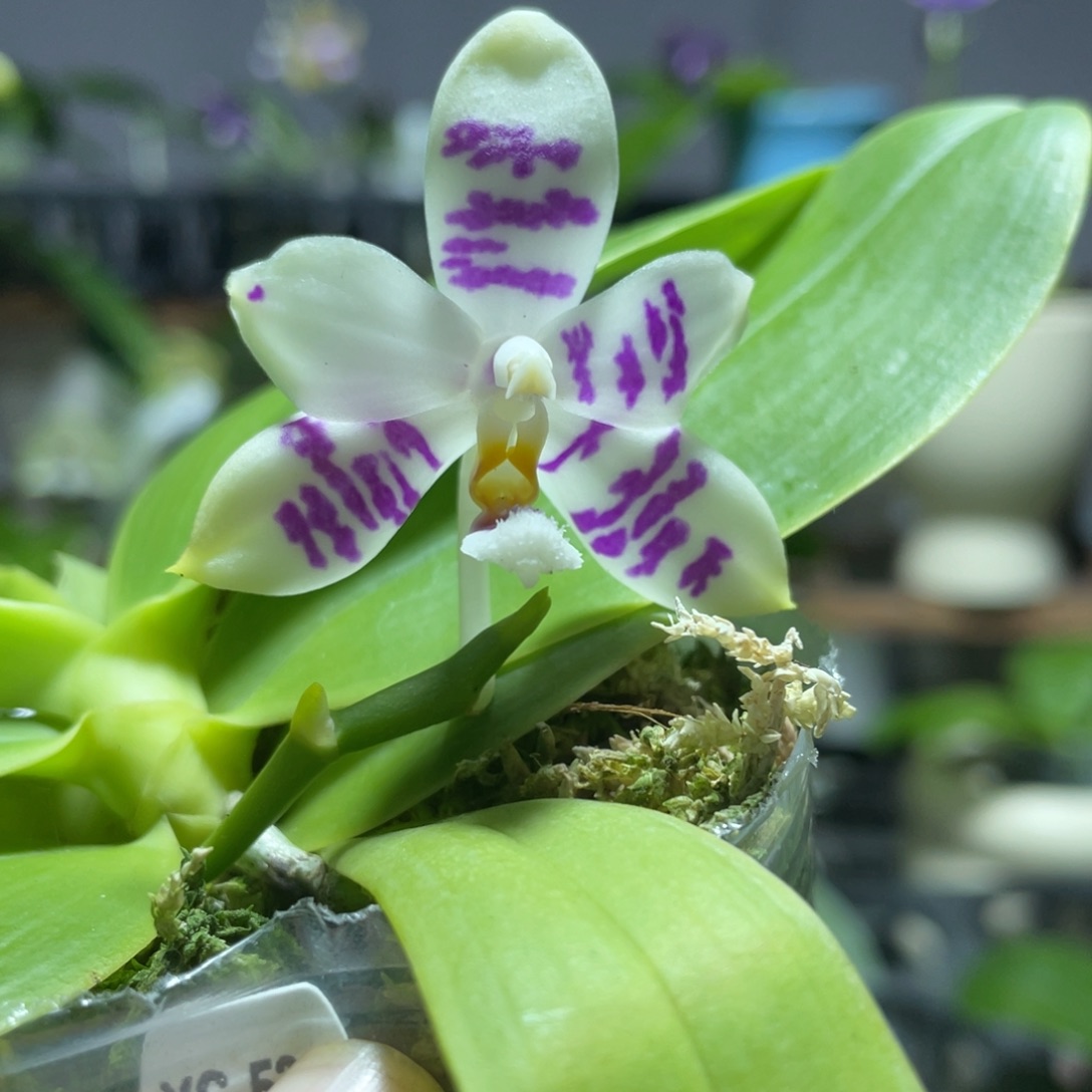 完全开放111叶瑕花期不保