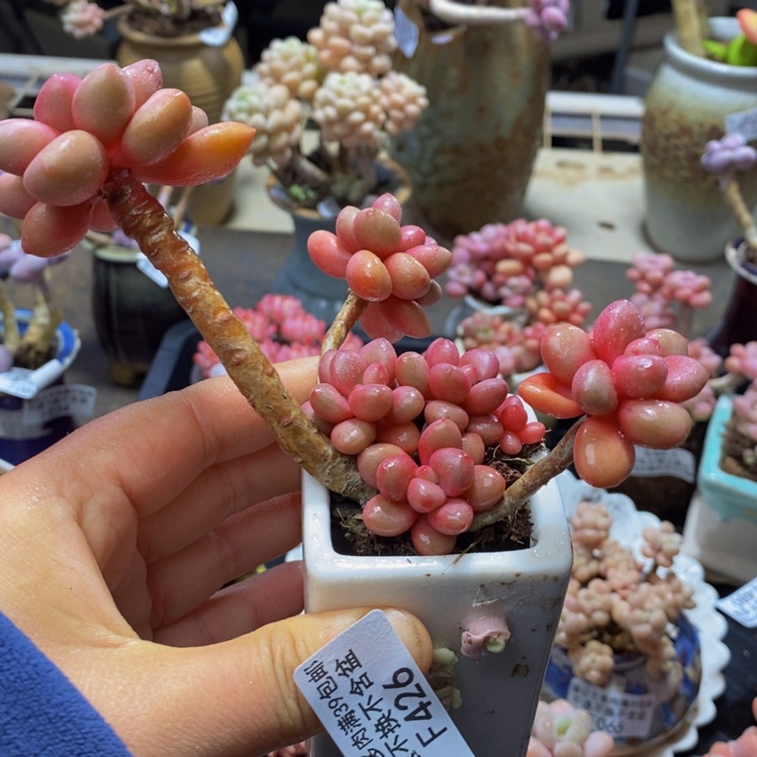 426？先锋派8 厘米