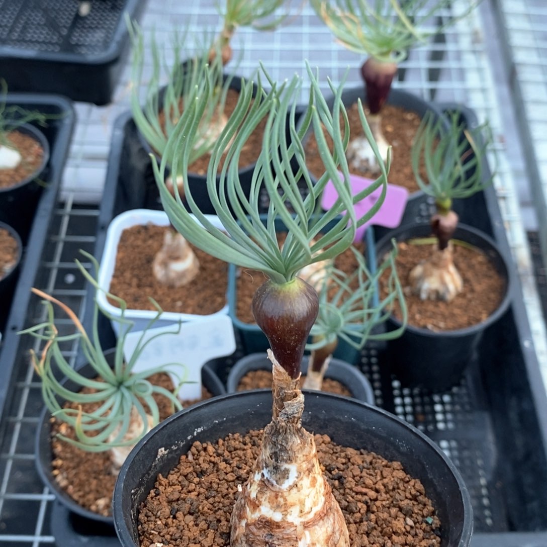 Gn弹簧草产地多肉植物