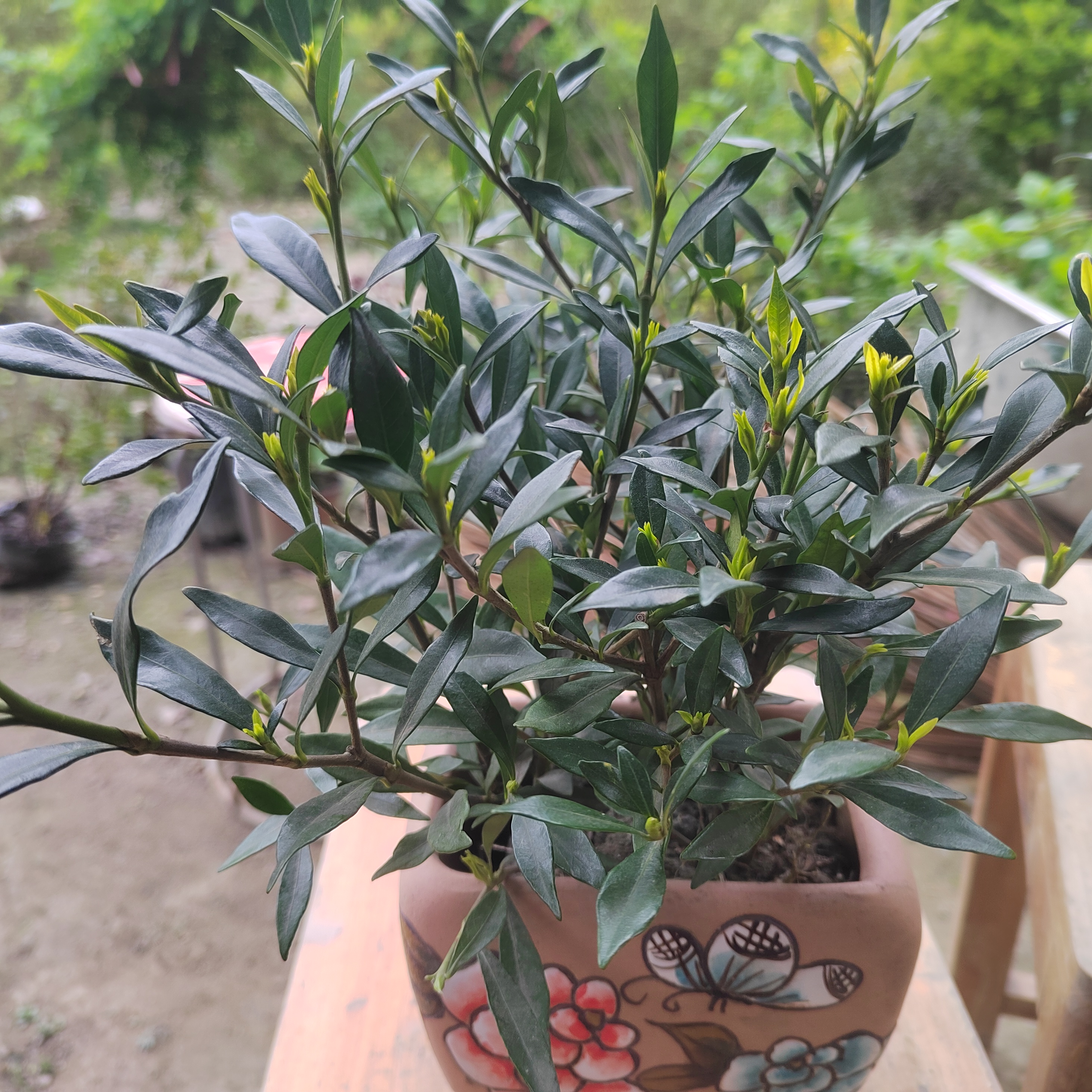 小叶栀子爆花机器