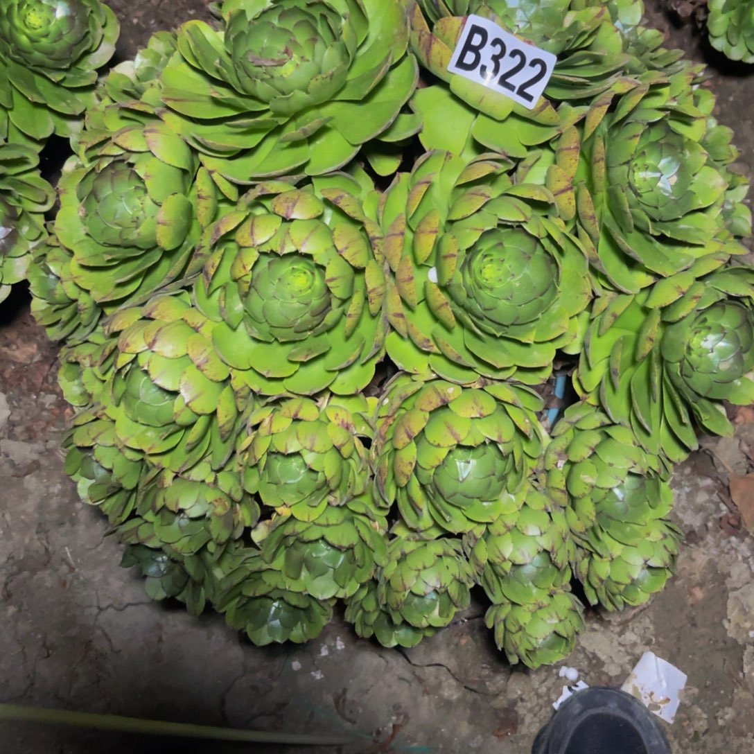 万拉丝14////9包邮