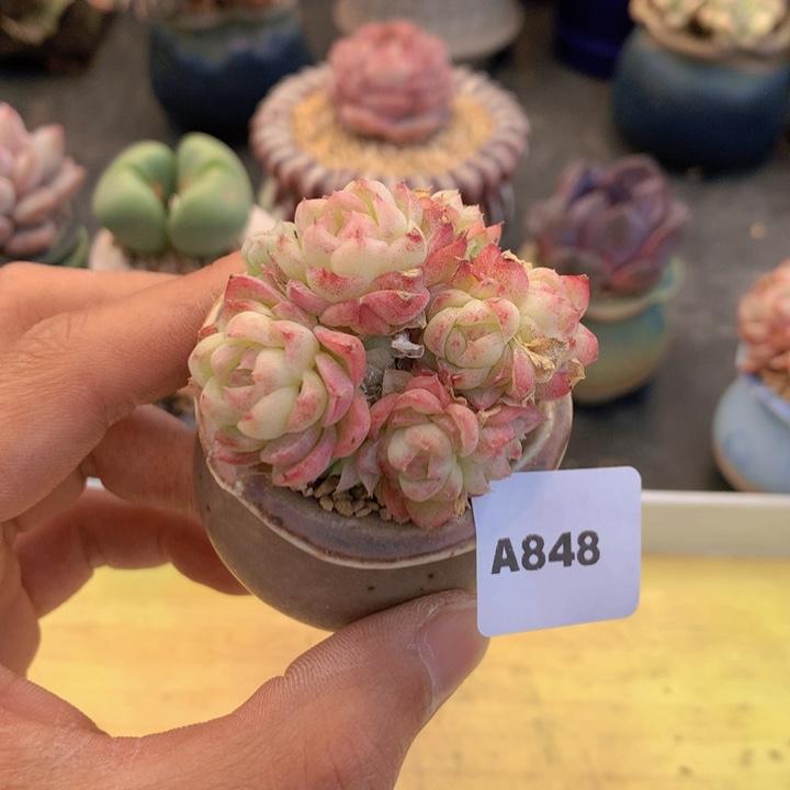 一物一拍满38包邮A848