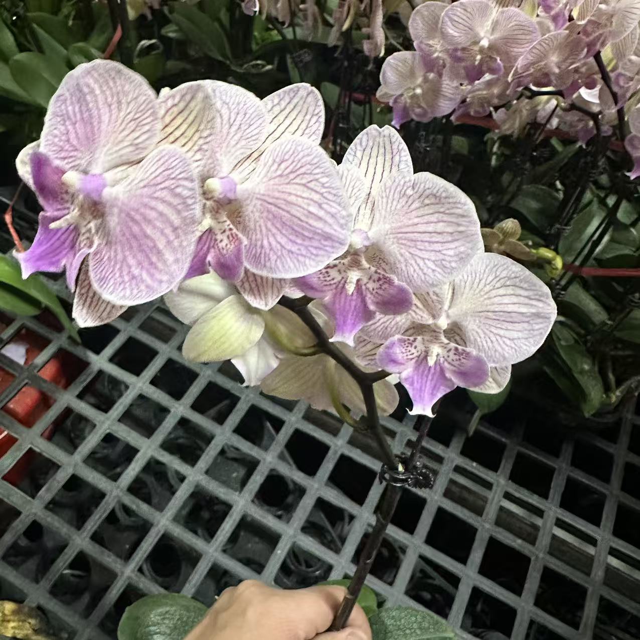 蝴蝶兰【初凤】带花 室内花花 广州直发