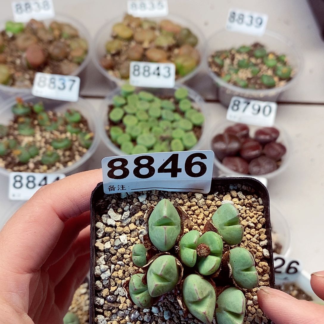 8846龙卡咯哦哦哦哦哦