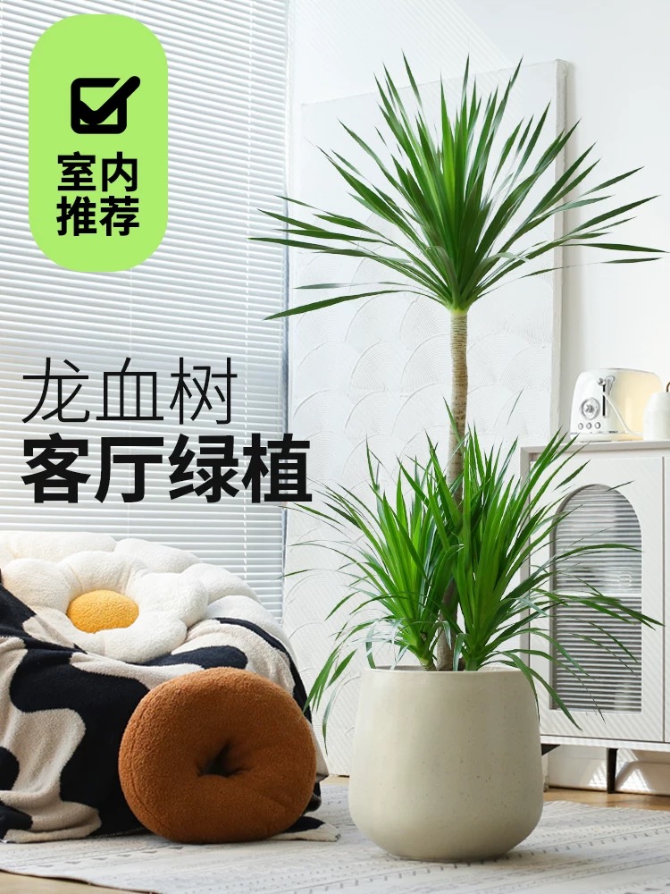 【高】老桩太空铁2号龙血树造型客厅盆栽大型懒人绿植净化空气