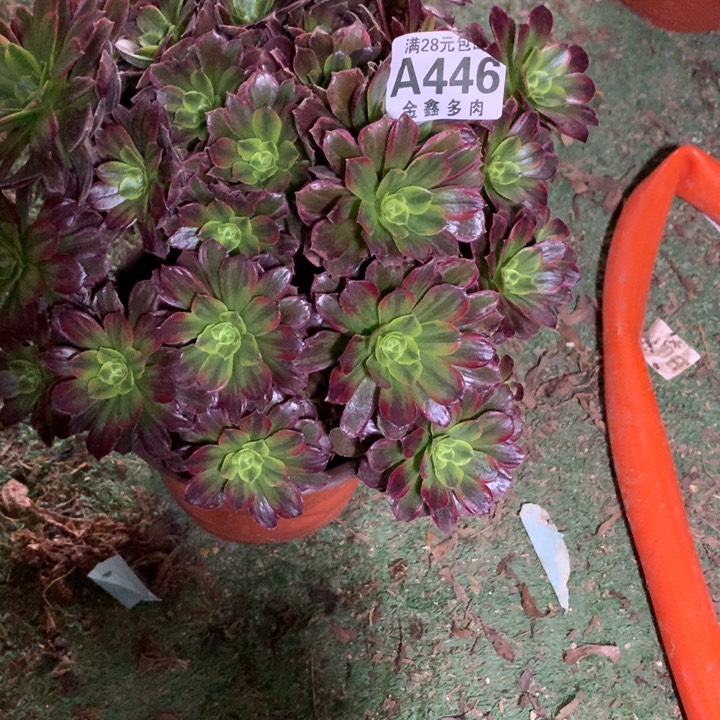 触****乐446多肉植物一物一拍