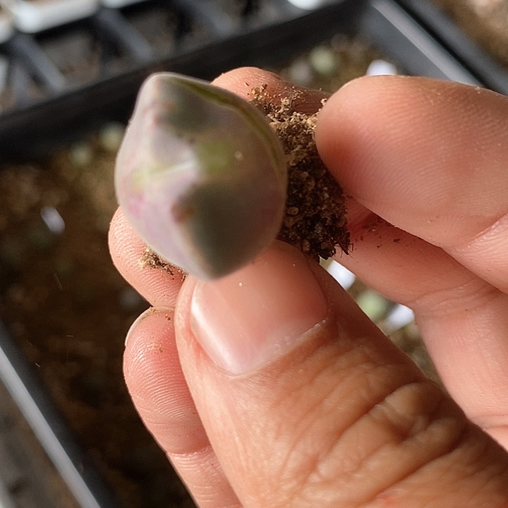 雨****深26528一颗空蝉          