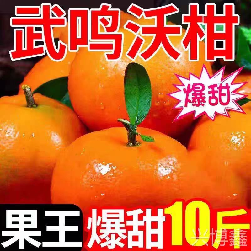 广西沃柑香甜爆汁5kg顺丰包邮次日达无核沃柑新疆维吾尔自治区新疆维吾尔自治区乌鲁木齐市