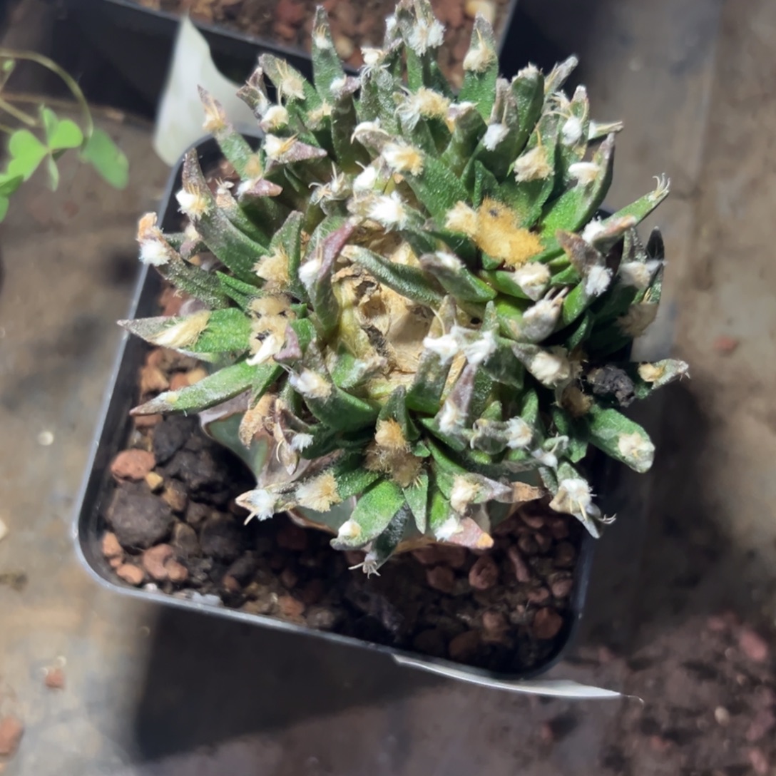 得***～107 仙人球的比赛将