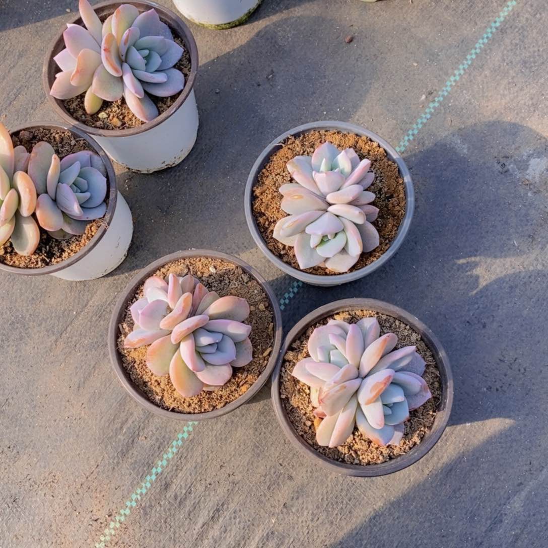 许*沙奶茶3颗2头11111111