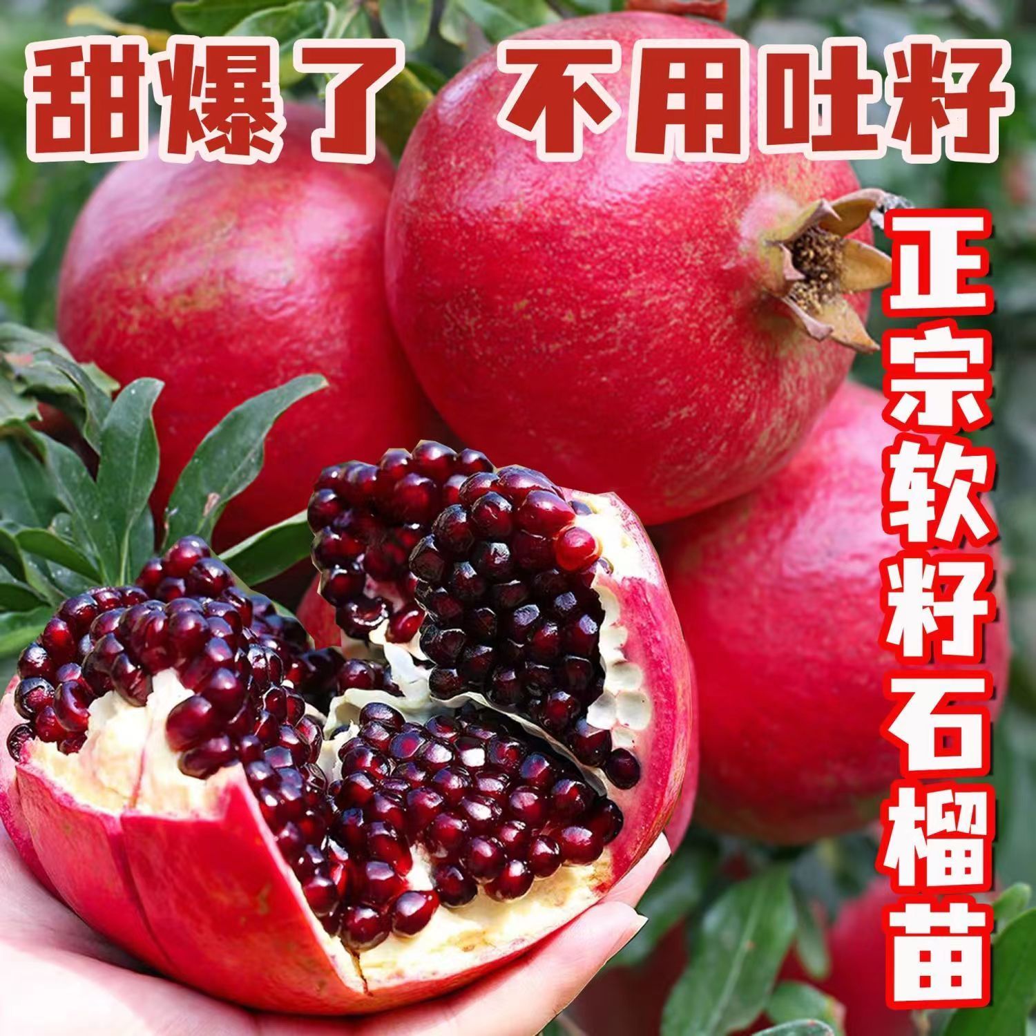 当年结果软籽石榴树苗南北方阳台庭院盆栽地栽蒙阳红大石榴果树苗